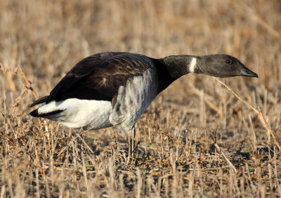 Brant 2013-10-31