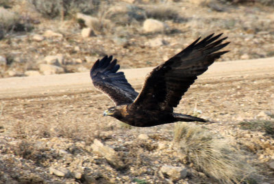 Golden Eagle 2013-10-19