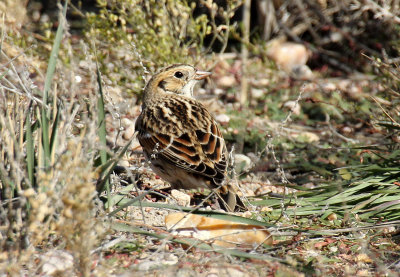 Lapland Longspur 2013-10-19