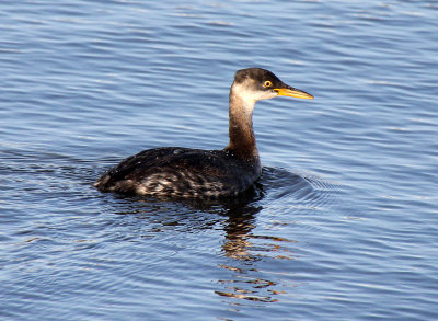 Red-necked Grebe 2013-10-19