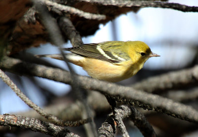 Bay-breasted Warbler 2013-11-09