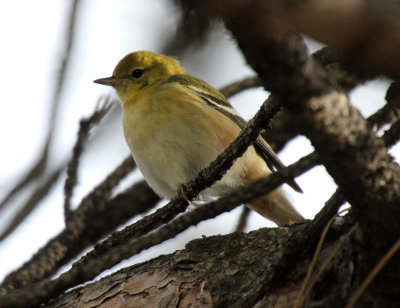 Bay-breasted Warbler 2013-11-09