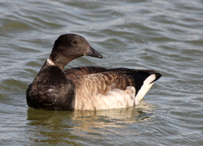 Brant 2013-11-01