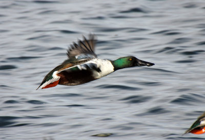 Northern Shoveler 2013-11-16