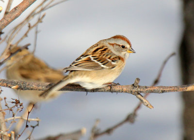 American Tree Sparrow 2013-12-07