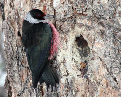 Lewis's Woodpecker 2013-12-08