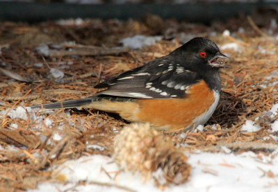 Spotted Towhee 2013-12-07