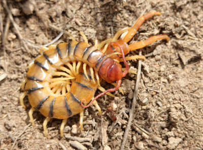 Common Desert Centipede 2014-04-26