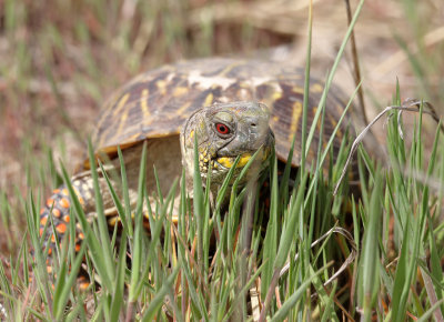 Ornate Box Turtle 2014-04-26