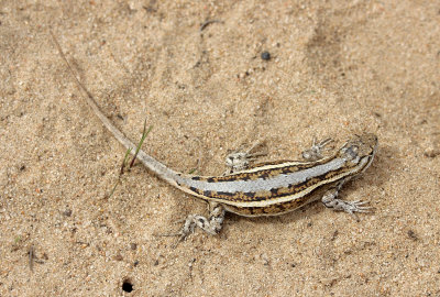 Prairie Lizard 2014-04-26