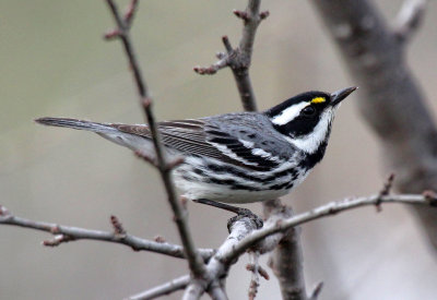 Black-throated Gray Warbler 2014-04-18
