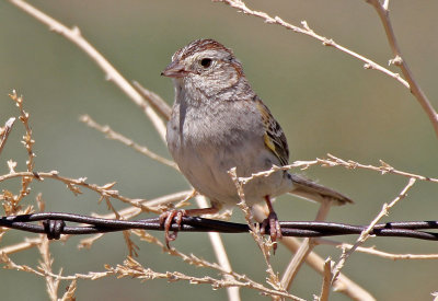 Cassin's Sparrow 2014-06-15