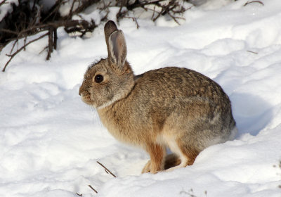 Cottontail 2014-02-08