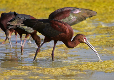 White-faced Ibis 2014-07-02