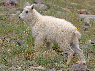 Mountain Goat 2014-07-19