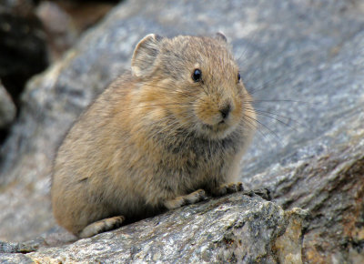 Pika 2014-07-19