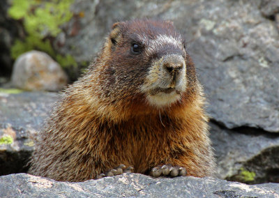 Yellow-bellied Marmot 2014-07-19