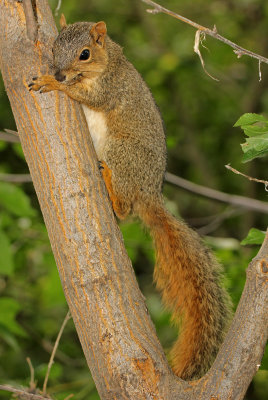 Fox Squirrel 2014-08-04