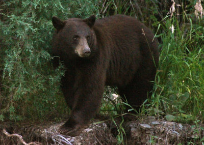 Black Bear 2014-08-16