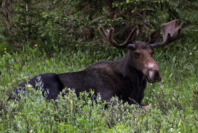 Moose 2014-07-20