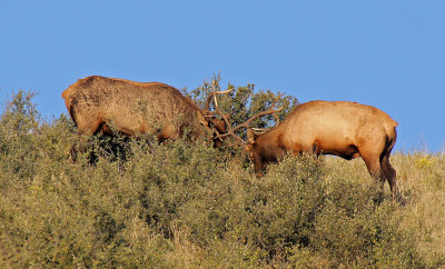 Elk 2014-09-20