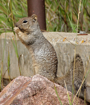 Rock Squirrel 2014-09-13