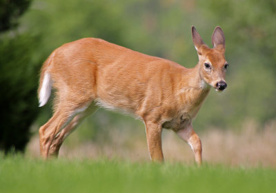 White-tailed Deer 2014-09-13