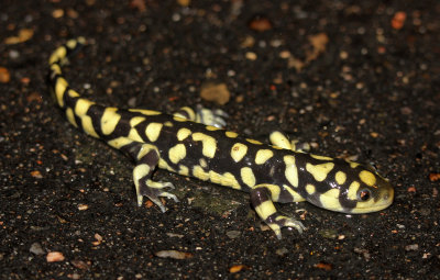 Tiger Salamander 2014-09-09