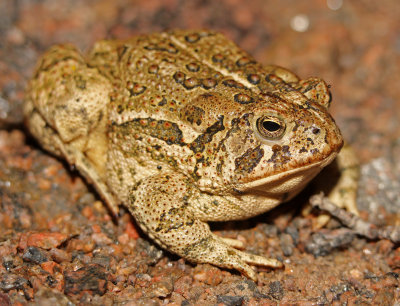 Woodhouse's Toad 2014-09-09