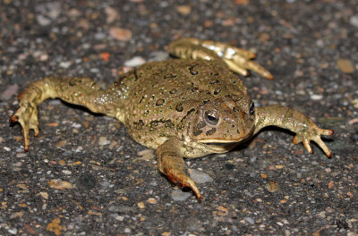 Woodhouse's Toad 2014-10-09