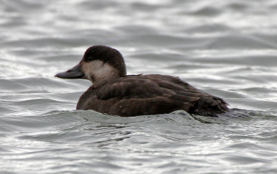 Black Scoter 2014-11-23