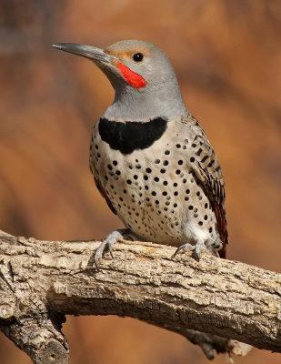 Northern Flicker 2014-11-22