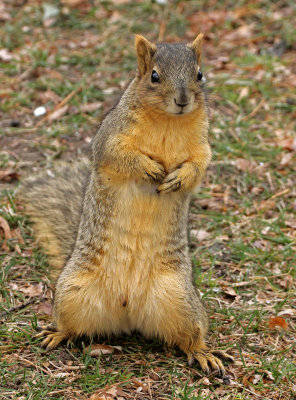 Fox Squirrel 2014-11-23