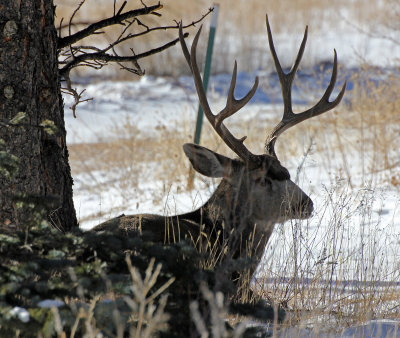 Mule Deer 2014-12-28
