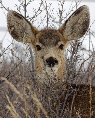 Mule Deer 2015-01-01