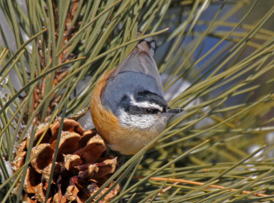 Red-breasted Nuthatch 2015-01-01