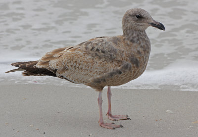Herring Gull 2014-12-12