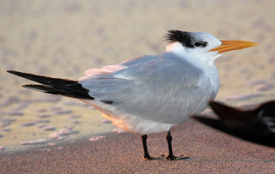 Royal Tern 2014-12-12