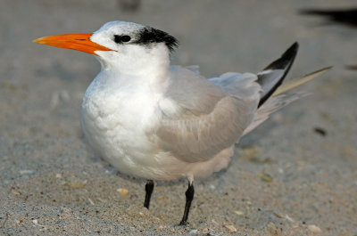 Royal Tern 2014-12-12