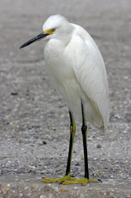 Snowy Egret 2014-12-12