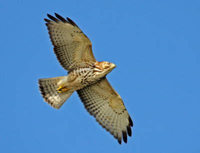 Broad-winged Hawk 2014-12-13