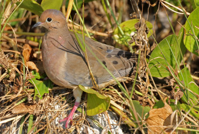 Mourning Dove 2014-12-13
