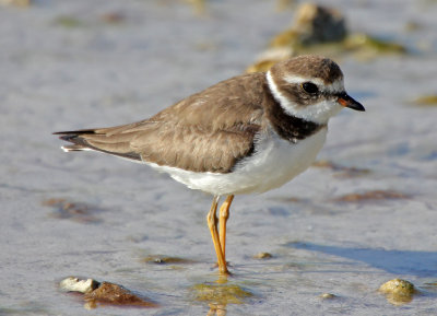 Semipalmated Plover 2014-12-13