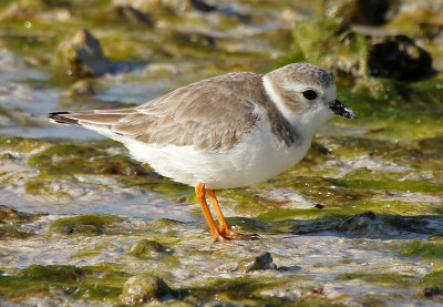 Piping Plover 2014-12-13