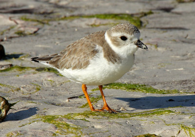 Piping Plover 2014-12-13