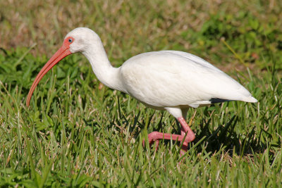 White Ibis 2014-12-13