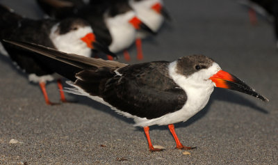 Black Skimmer 2014-12-12