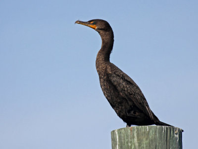 Double-crested Cormorant 2014-12-11