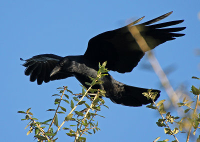 Fish Crow 2014-12-09