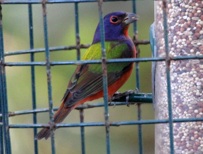 Painted Bunting 2014-12-08